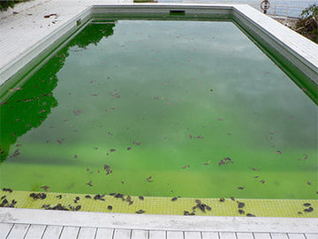 How To Get Rid Of The Algae In Your Pool: Part 1 The Basics