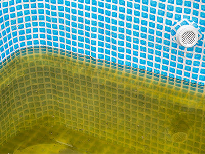 mustard algae in pool